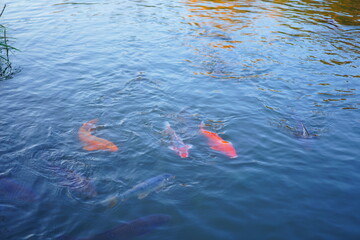 植物園の紅葉の風景