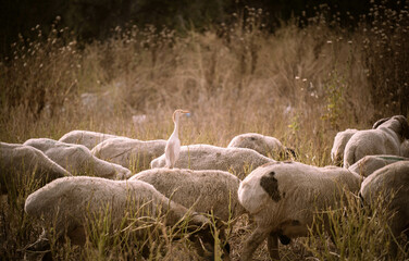 Egret landed on a sheep horizontal