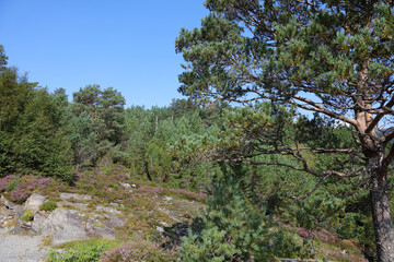 Fototapeta na wymiar Norwegen - Felsen nahe Nordrevik und Vadheim / Norway - Rock near Nordrevik und Vadheim /