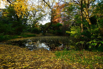 小石川植物園の紅葉の風景