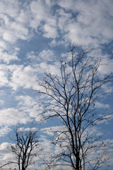 silhouette tree with beautiful clouds pattern background