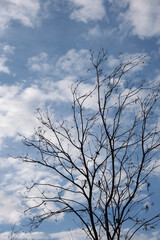 Fototapeta na wymiar silhouette tree with beautiful clouds pattern background