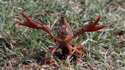 Gambero rosso dal fiume