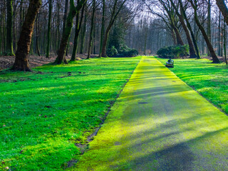 Obraz premium path in the park