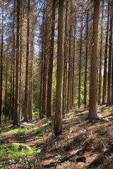 forest in autumn