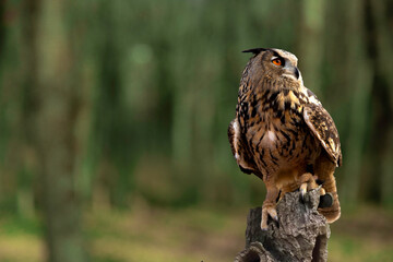 Buho sobre rama y fondo bosque