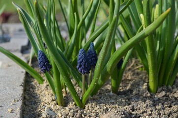 Spring blooming grape hyacinth, Muscari paradoxum - obrazy, fototapety, plakaty