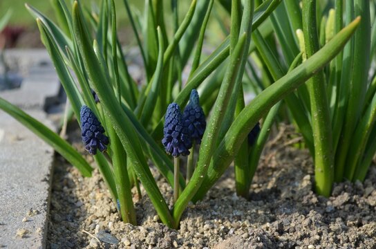 Spring blooming grape hyacinth, Muscari paradoxum