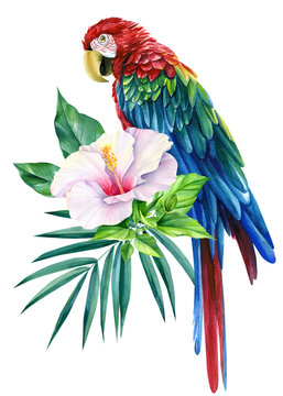 Parrot macaw and tropical flower on isolated white background, watercolor illustration, jungle design