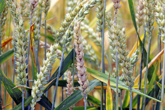 Fusarium ear blight, Fusarium head blight, FHB, or scab, is a fungal disease of cereals: wheat, barley, oats, rye and triticale. FEB is caused by a range of Fusarium fungi, which reducing grain yield.