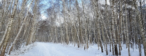 Weg in schneebedeckter Landschaft gesäumt von weißen Birken
