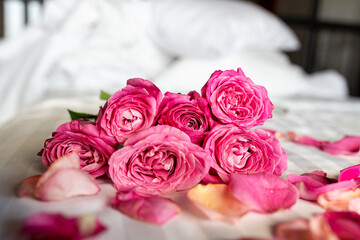 Pink roses and petals on white sheet bed with pillow background