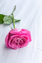 Beautiful pink rose with water drops on white cloth