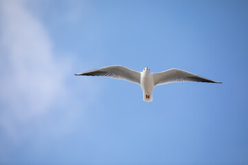 Seagull in flight against a blue sky