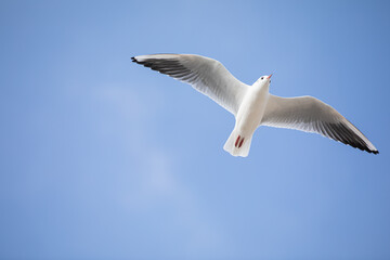 Fototapeta premium Seagull in flight against a blue sky