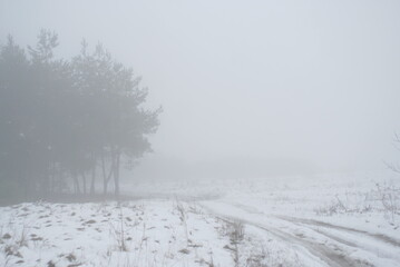 pine forest road on a foggy winter day 