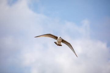 Seagull in flight against a blue sky