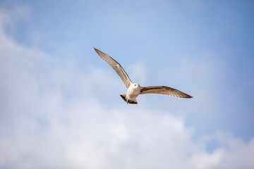 Seagull in flight against a blue sky