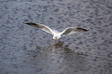 Seagull landing on the water