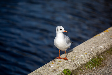 Seagull standing on the shore, with water in the background