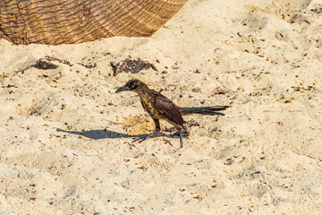 Great-Tailed Grackle bird is eating sargazo on beach Mexico.