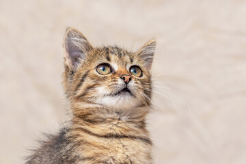 Fototapeta na wymiar Small gray striped kitten on a light background, portrait of a kitten