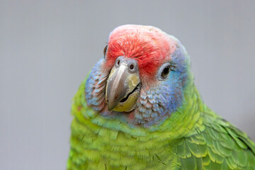 close up portrait of a red-tailed amazon (Amazona brasiliensis) at habitat