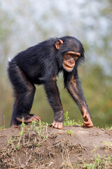 close up shot of chimpanzee (Pan troglodytes) in habitat
