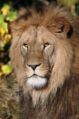close up of a male lion (Panthera leo) at habitat