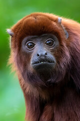 close up of a Colombian Red Howler Monkey (Alouatta seniculus) at habitat