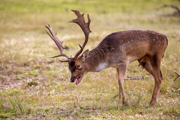 An European fallow deer in natural habitat