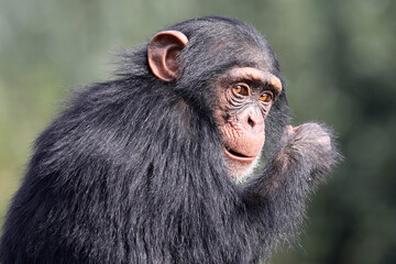 close up shot of chimpanzee (Pan troglodytes) in habitat
