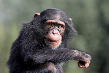 close up shot of chimpanzee (Pan troglodytes) in habitat - obrazy, fototapety, plakaty