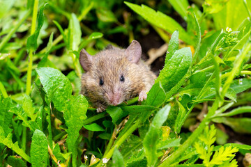 A small field mouse in a field among the green grass