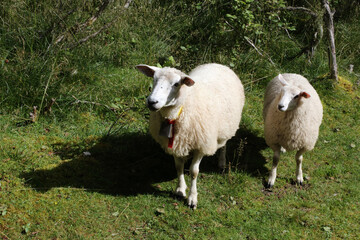 Schaf / Sheep / Ovis.