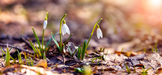 Snowdrops in the spring forest among the fallen leaves in sunny weather