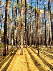Coniferous forest with a predominance of larch. Ufa, Republic of Bashkortostan