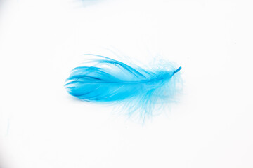 Blue fluffy bird feather on a white background. A texture of a soft feather.