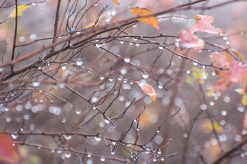 Water drops on leaves after rain. Blur effect. Beautiful wallpaper of dew drops in nature. Abstract blurred background.