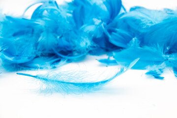 Blue fluffy bird feathers on a white background. A texture of a soft feathers.
