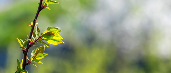 Branch of apricot tree with young tender leaves in sunny weather on blurred background