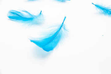 Blue fluffy bird feathers on a white background. A texture of a soft feathers.