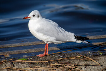 Seagull standing on the waters edge