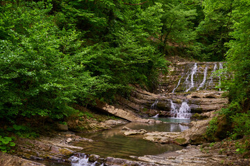 Mountain stream in the summer in a green forest.