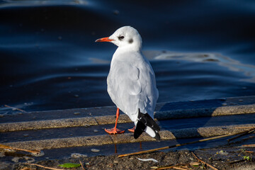 Seagull standing on the waters edge