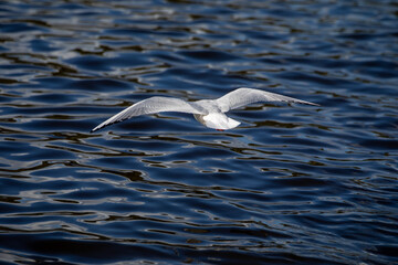 Seagull flying over rippling water