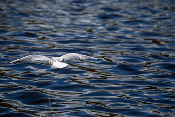 Seagull flying over rippling water