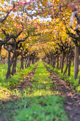 Autumn in Puglia Italy