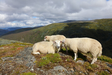 Fototapeta premium Schaf in Aurlandsvegen / Sheep at Aurlandsvegen / Ovis.