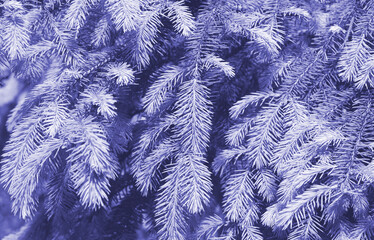 Very peri color toned spruce branches background, nature spruce in the park